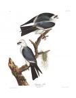 Mississippi Kite